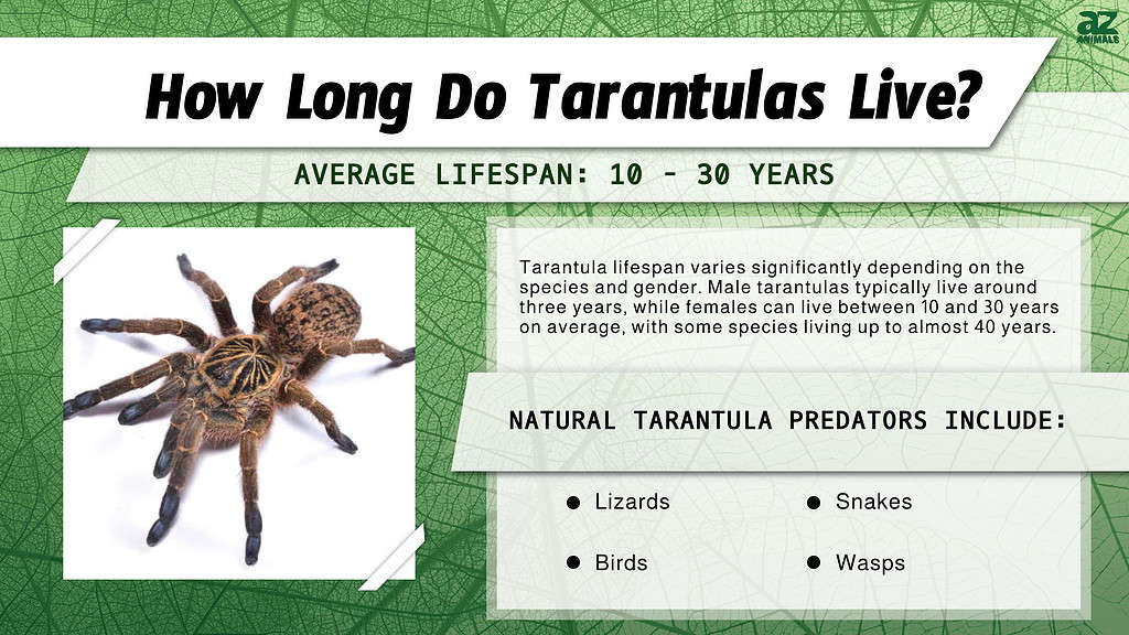 How Long Do Tarantulas Live? infographic