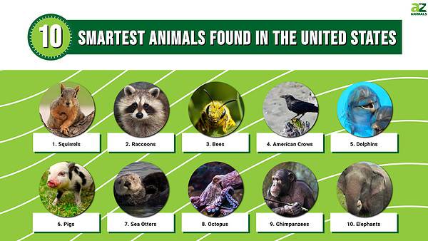 Discover the 10 Smartest Animals Found in the United States - A-Z Animals