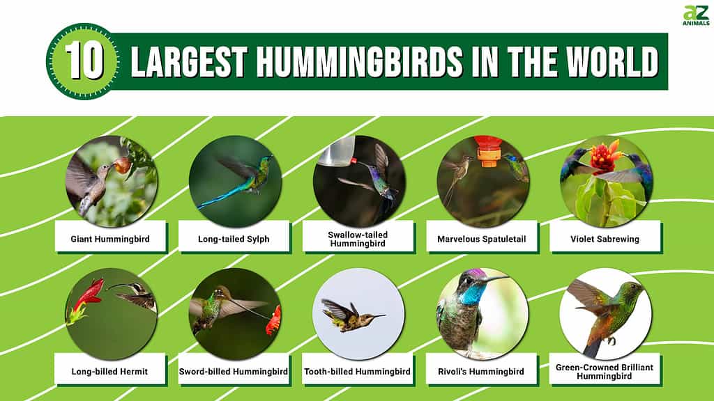 Graph of 10 Largest Hummingbirds in the World