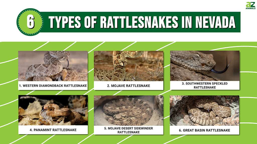 Infographic of 6 Types of Rattlesnakes in Nevada