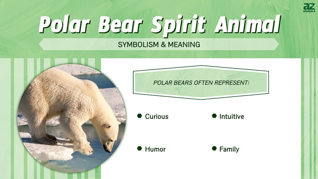 Polar Bear Spirit Animal  infographic