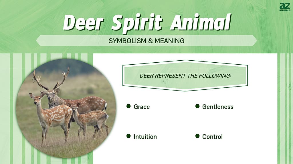 Deer Spirit Animal infographic
