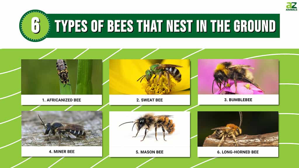 Infographic of 6 Types of Bees That Nest in the Ground