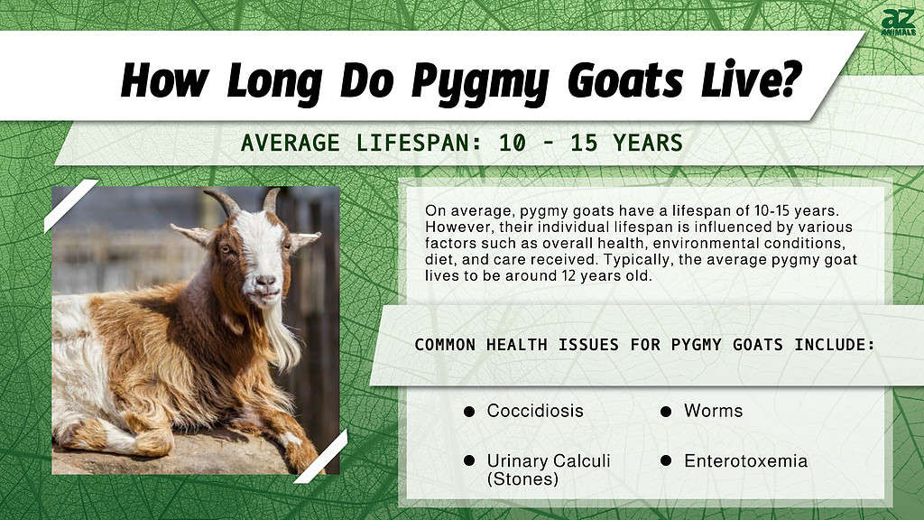 How Long Do Pygmy Goats Live? infographic