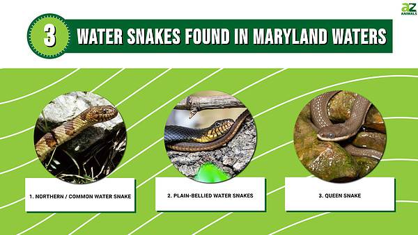 Discover 3 Water Snakes Found in Maryland Waters - A-Z Animals