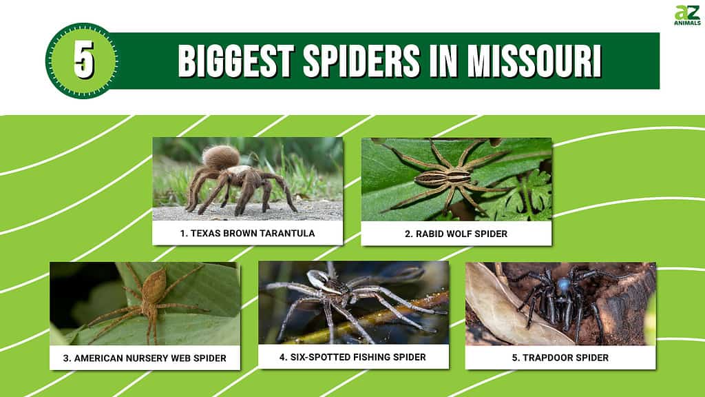 Infographic of 5 Biggest Spiders in Missouri