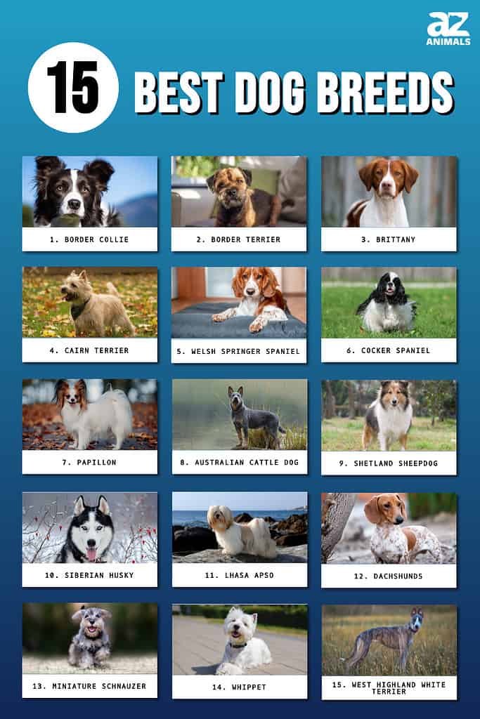 All Kinds Of Dogs And Their Names
