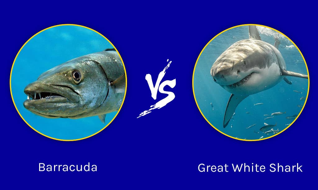 Epic Battles The World's Largest Barracuda vs. Great White Shark AZ