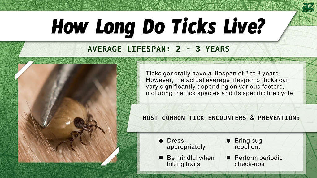 How Long Do Ticks Live? infographic