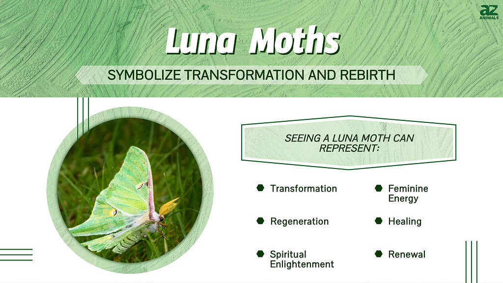 Discover The Luna Moth Meaning And Symbolism A Z Animals