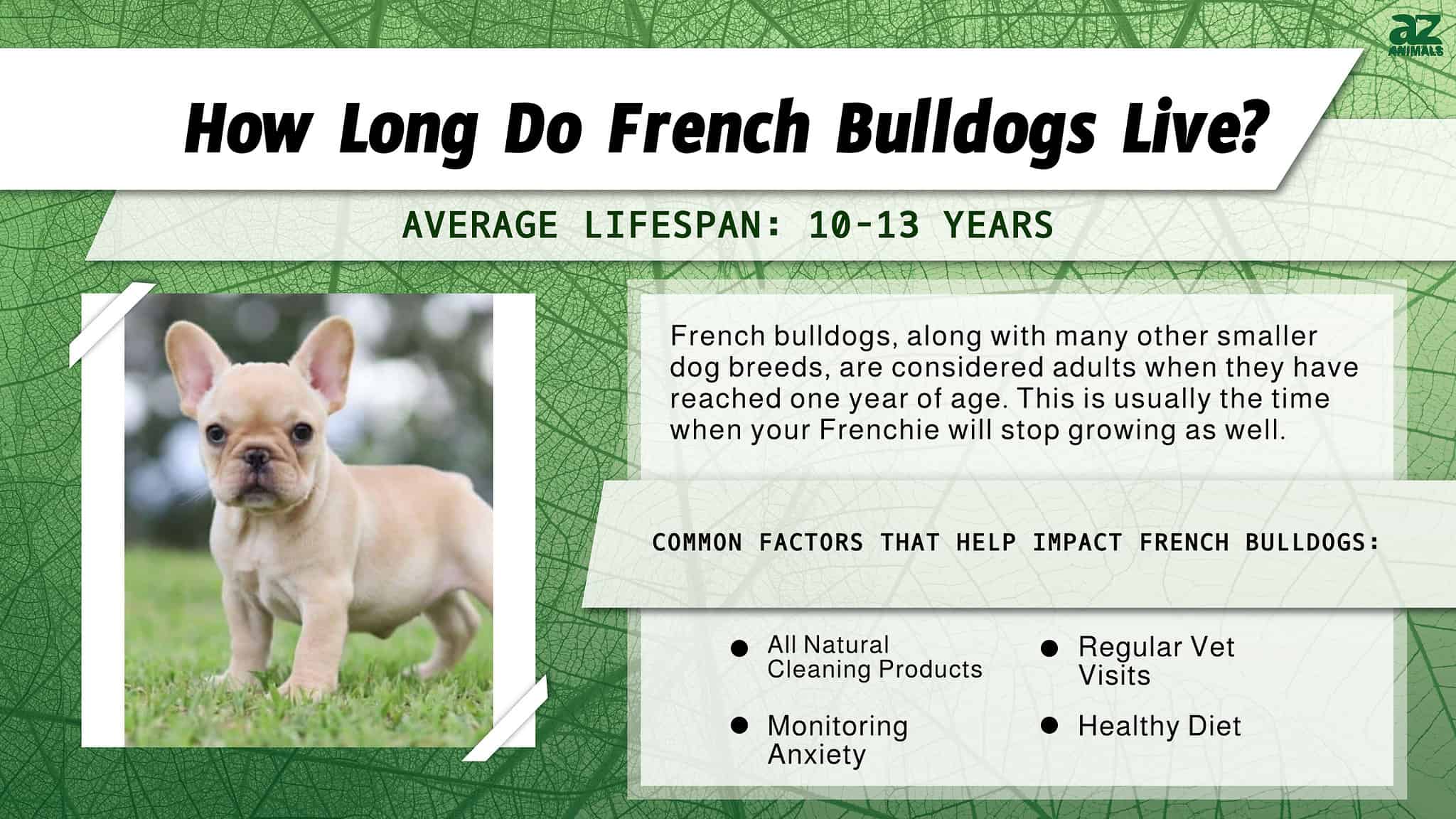 French Bulldog Lifespan How Long Do French Bulldogs Live? AZ Animals