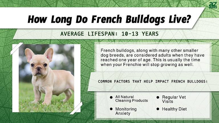 French Bulldog Lifespan: How Long Do French Bulldogs Live? - A-Z Animals