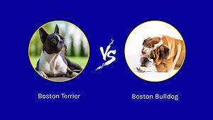 Boston Terrier vs. Boston Bulldog: What Are the Key Differences? Picture