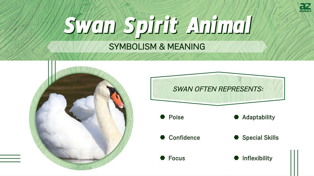 Swan Spirit Animal infographic