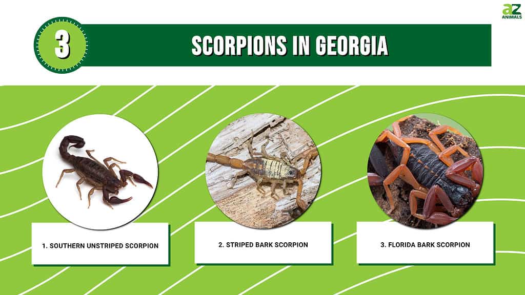 Infographic of 3 Scorpions in Georgia 
