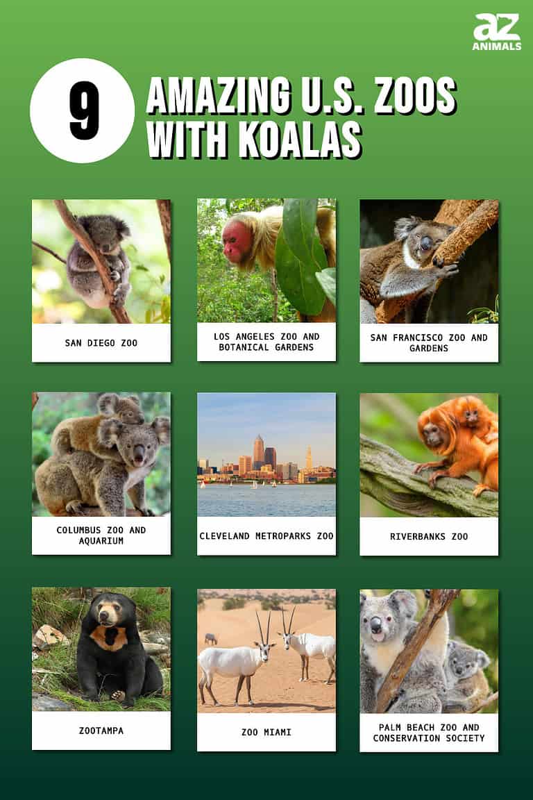 The 9 Amazing U.S. Zoos With Koalas in 2024 AZ Animals