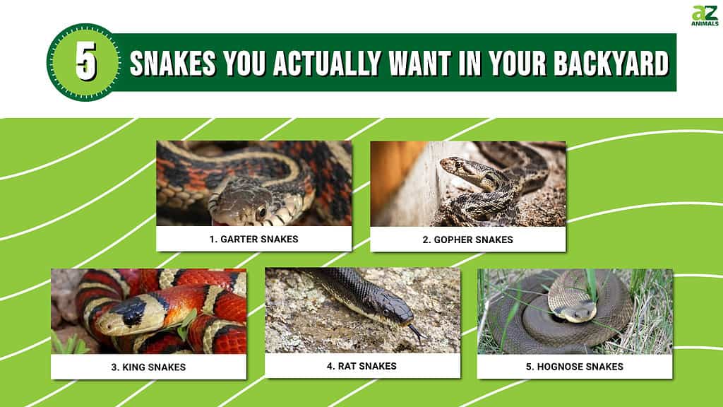 5 Snakes You Actually Want in Your Backyard — And Why! - A-Z Animals