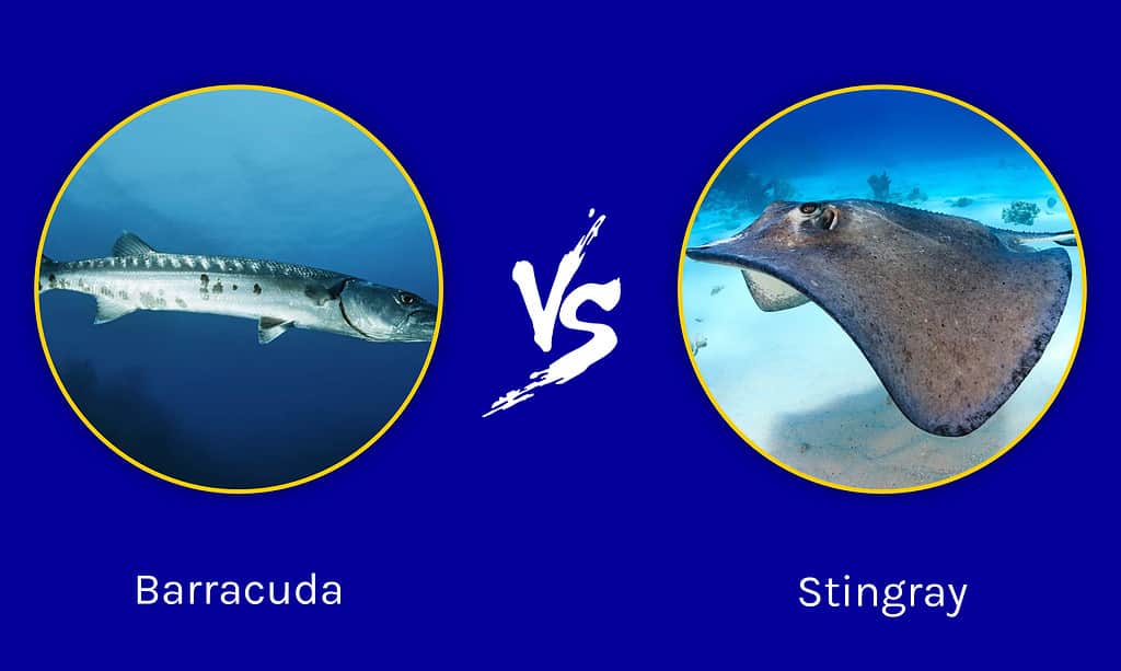 barracuda vs. stingray