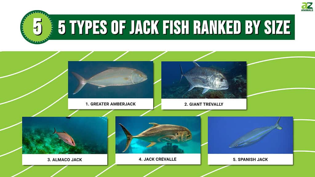 5 Types of Jack Fish Ranked by Size - A-Z Animals