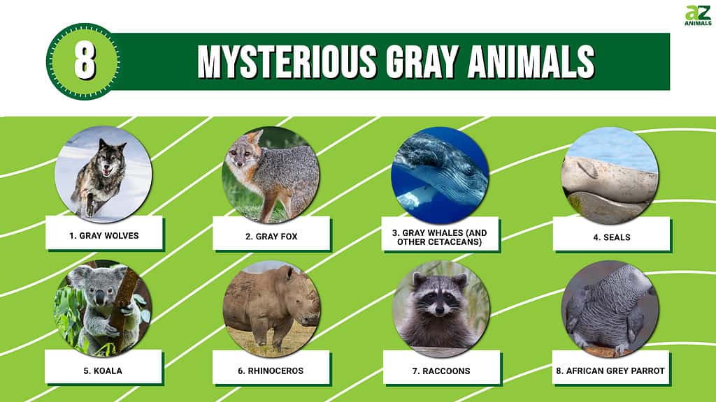 Mysterious Gray Animals infographic