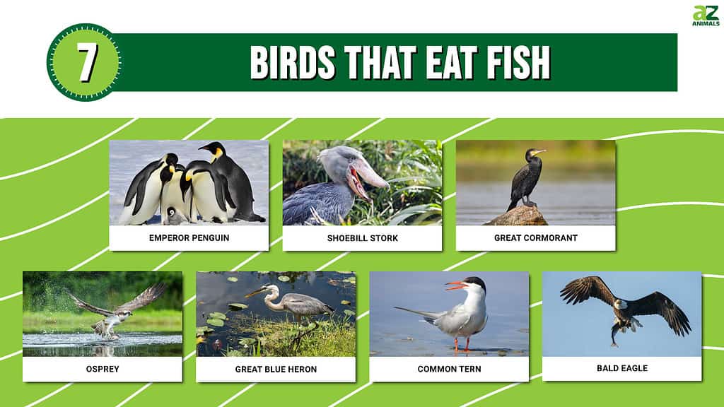 7 Birds That Hunt and Eat Fish with Astonishing Precision - A-Z Animals