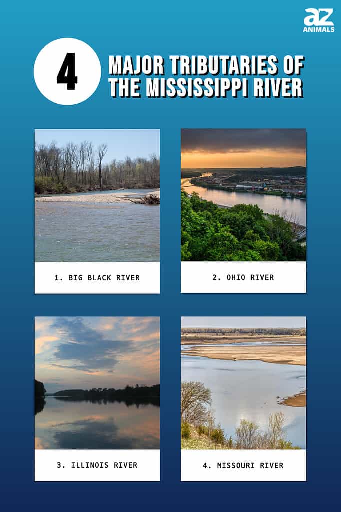 Infographic of 4 Major Tributaries of the Mississippi River
