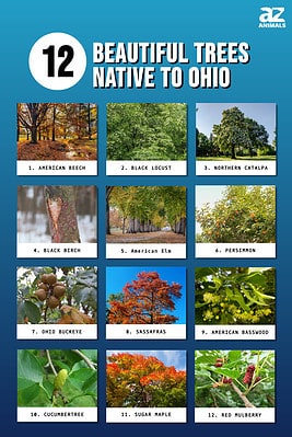 12 Beautiful Trees Native To Ohio - A-Z Animals