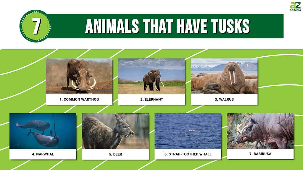 Infographic of 7 Animals That Have Tusks