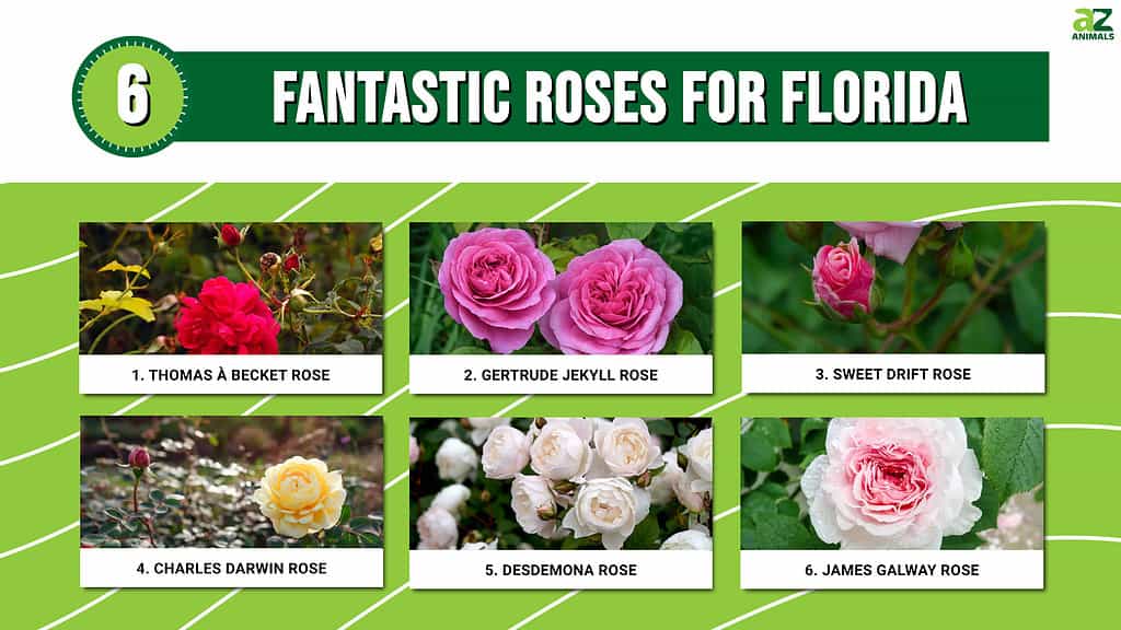 Infographic of 6 Fantastic Roses for Florida
