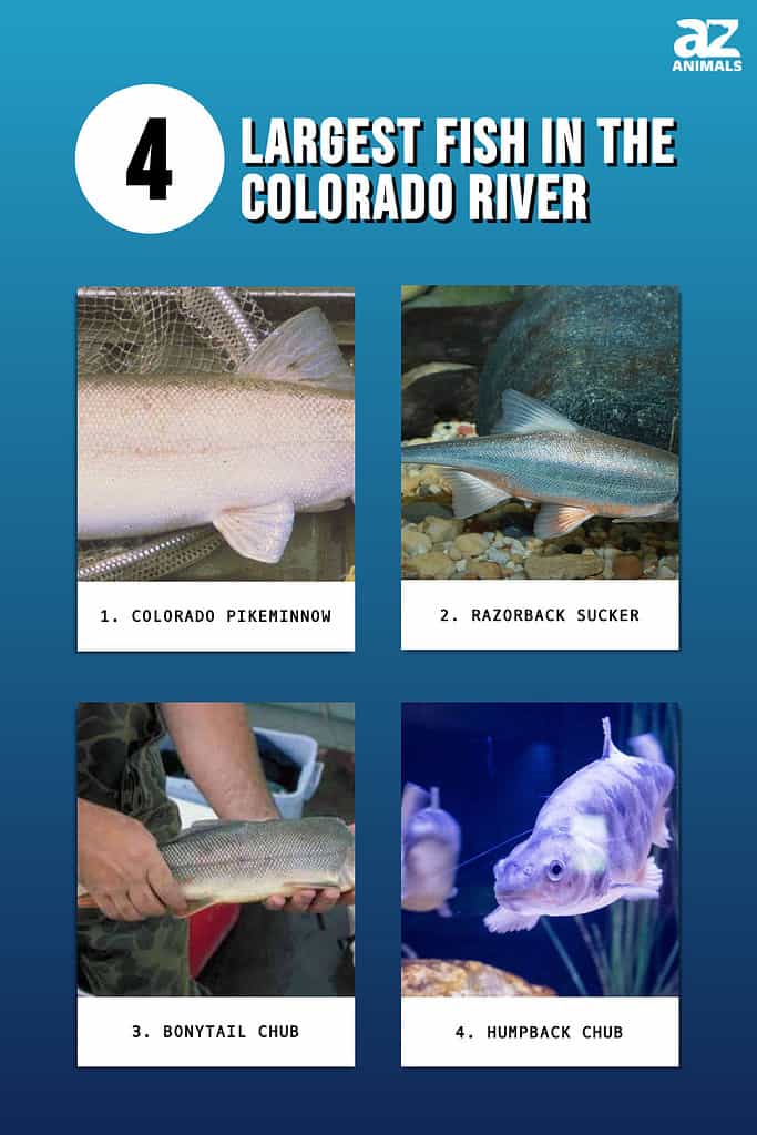 infographic of 4 Largest Fish in the Colorado River