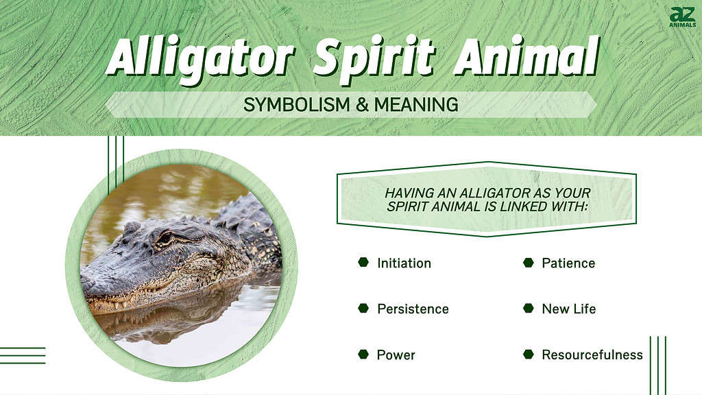 alligator spirit animal infographic 