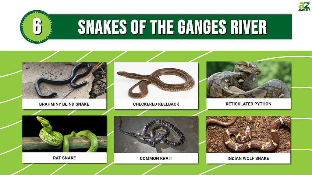Picture graph of six snakes found along the Ganges River in India.