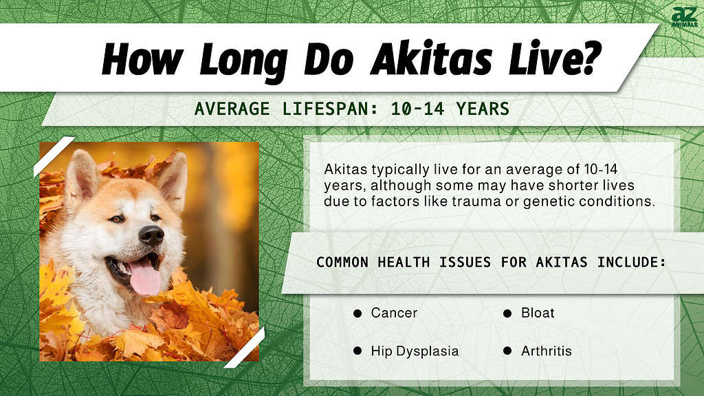 How Long Do Akitas Live? infographic