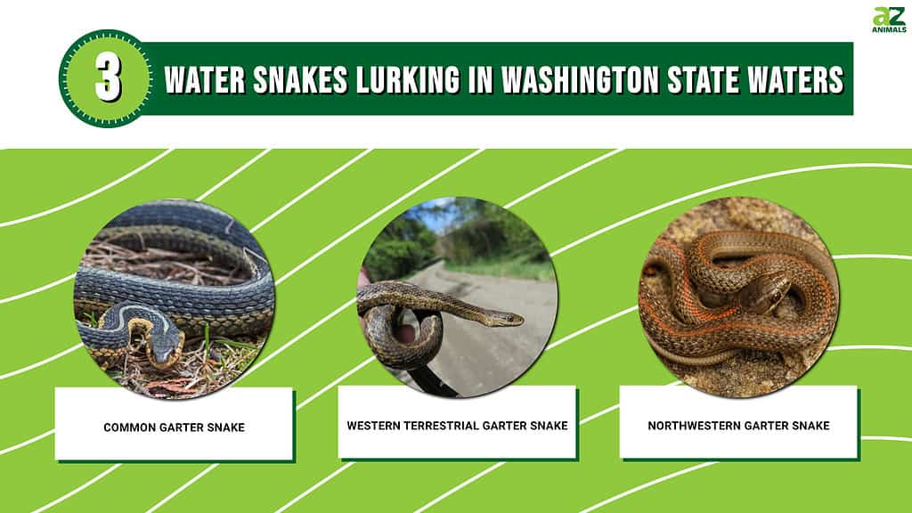 Discover The 3 Water Snakes Lurking In Washington State Waters - A-Z ...