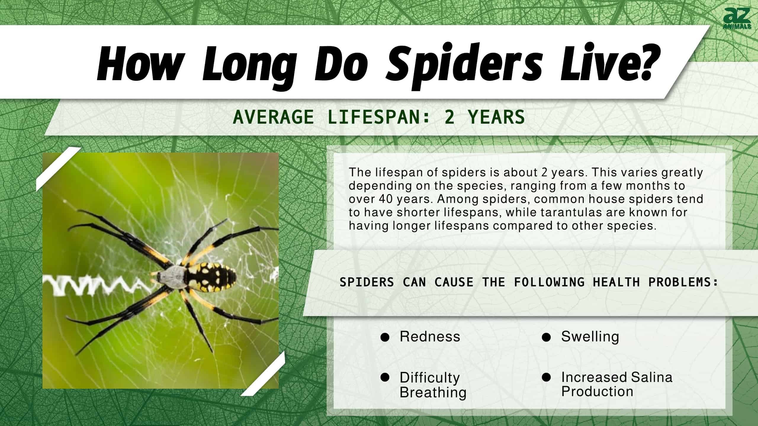 How Long Do Spiders Live? infographic