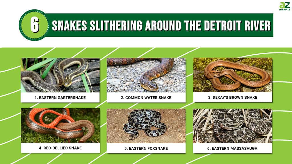 Snake Bytes 6/13: Slithering To Another Loss - AZ Snake Pit