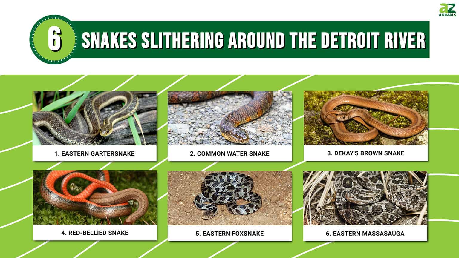 Discover 6 Snakes Slithering Around the Detroit River - A-Z Animals