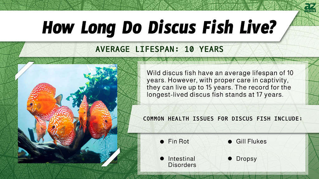 How Long Do Discus Fish Live? infographic