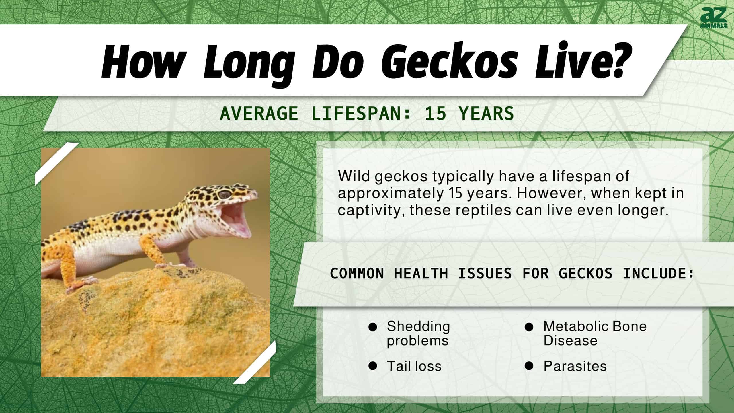How Long Do Geckos Live? infographic