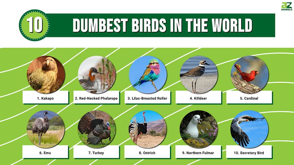 Infographic of 10 Dumbest Birds in the World