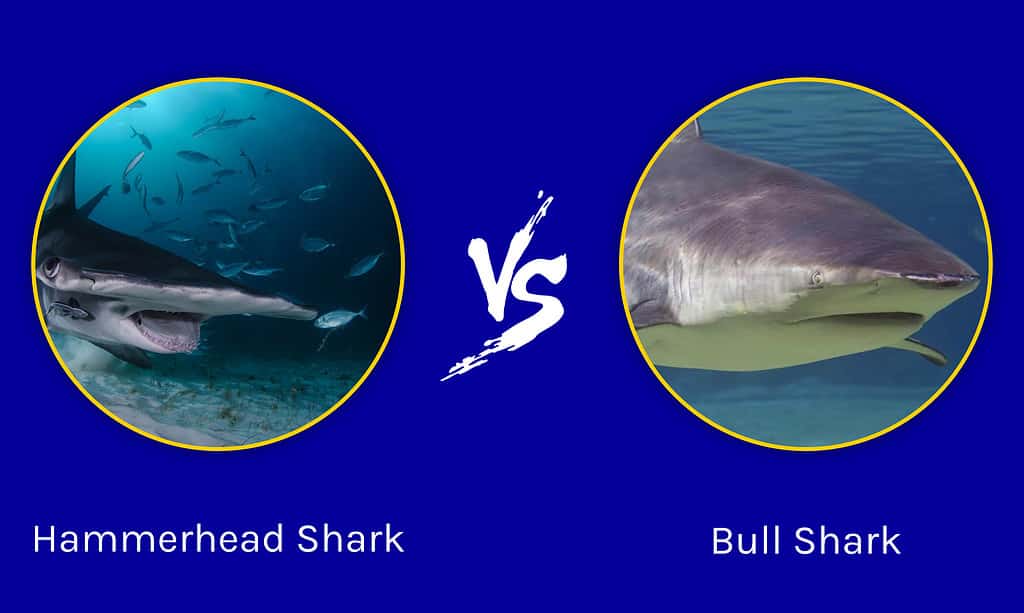 Hammerhead Shark vs. Bull Shark