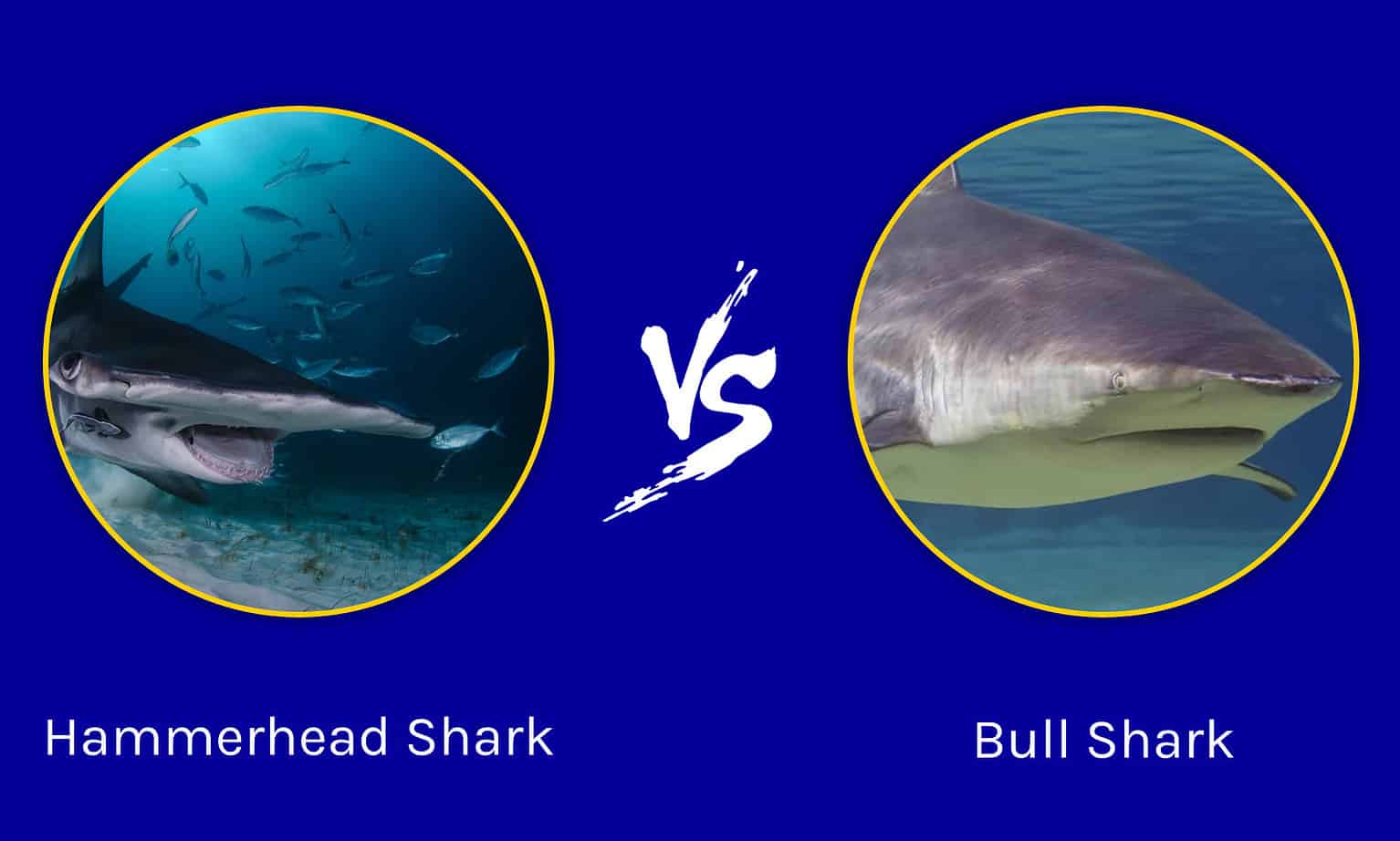 Hammerhead Shark vs. Bull Shark: Who Would Win In A Fight? - A-Z Animals