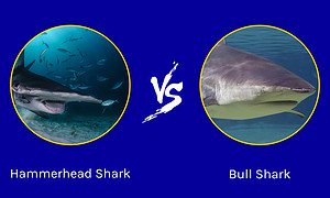 Hammerhead Shark vs. Bull Shark: Who Would Win In A Fight? Picture