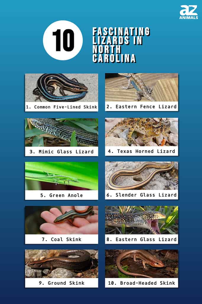 Infographic of 10 Fascinating Lizards in North Carolina