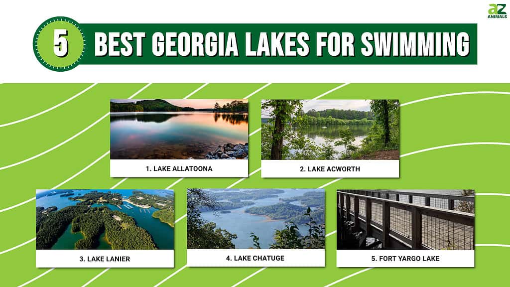 This infographic illustrates five lakes in Georgia that are great for swimming