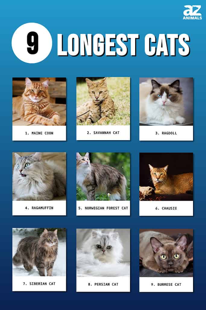 Infographic of 9 Longest Cats