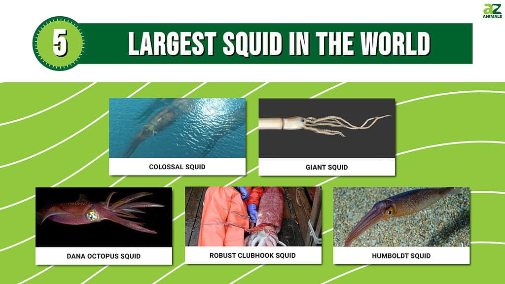Graph of World's 5 Largest Squid