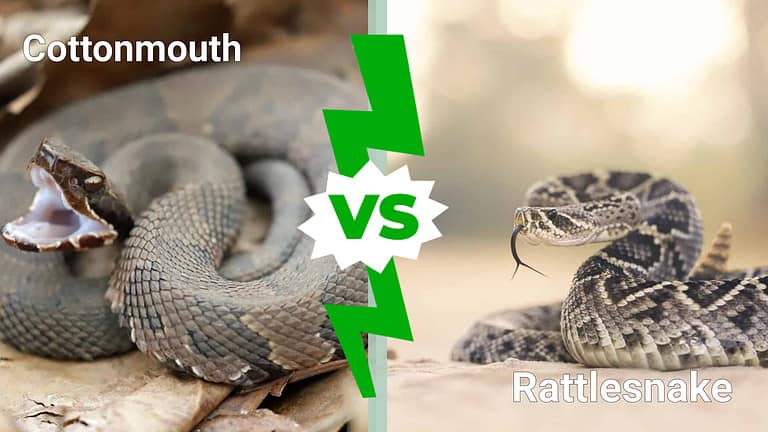 comparing cottonmouths and rattlesnakes