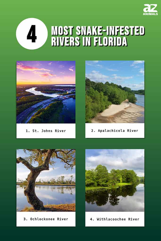 Most Snake-Infested Rivers in Florida infographic