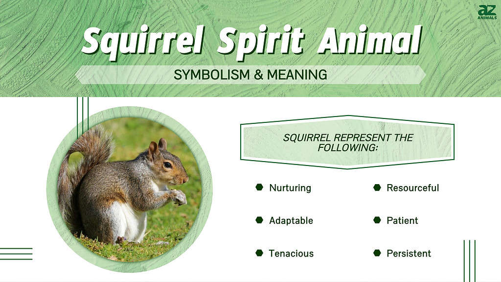 Squirrel Spirit Animal  infographic